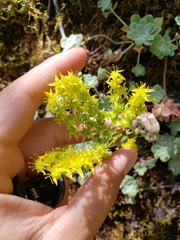Sedum spathulifolium