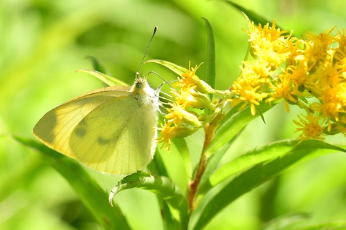 Small White