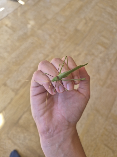 Syrian Long-legged Bush-Cricket
