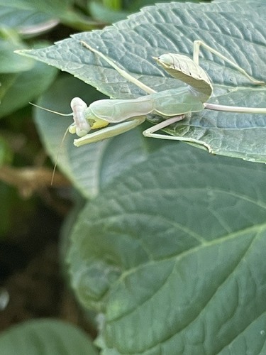 Transcaucasian Giant Mantis