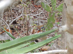 Aspidoscelis angusticeps angusticeps