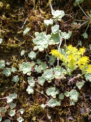 Sedum spathulifolium