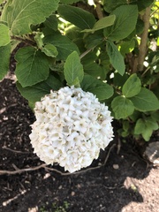 Viburnum carlcephalum