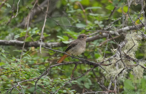 Phoenicurus hodgsoni observed 2026-08-09