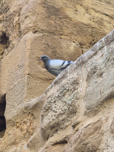 Feral Pigeon