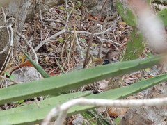 Aspidoscelis angusticeps angusticeps