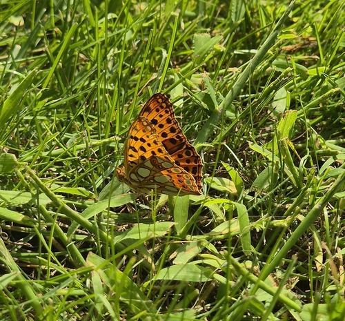 Queen of Spain Fritillary