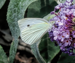 Pieris rapae