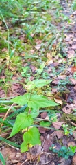 Veronica teucrium, photograph author not stated, no rights reserved