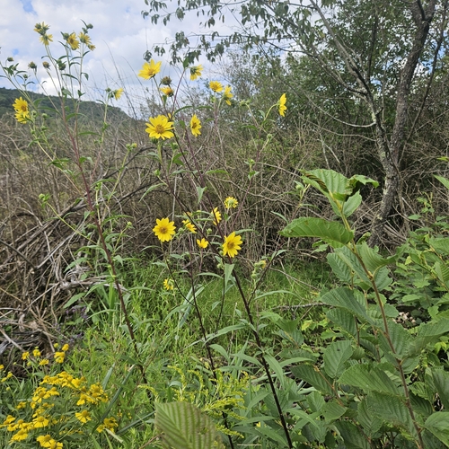 Helianthus giganteus, photograph 3