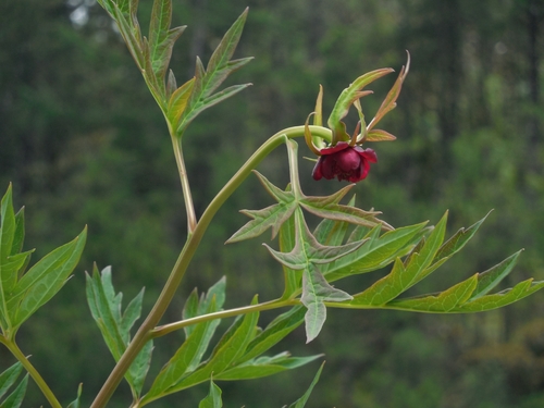 Paeonia delavayi observed 2026-07-22
