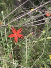 Silene laciniata laciniata