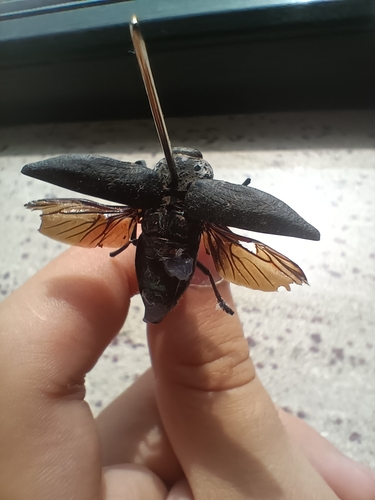 Flat-headed Root-borer