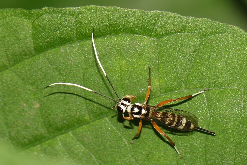 Gotra philippinensis