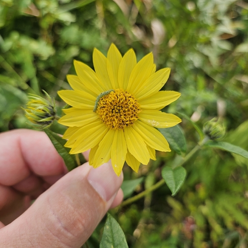 Helianthus giganteus