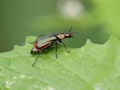 Malachius bipustulatus