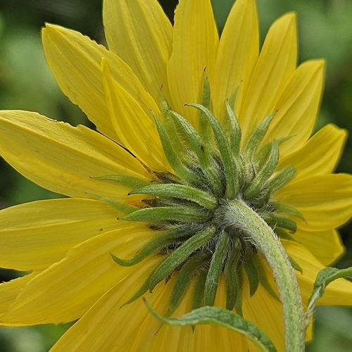 Helianthus giganteus, photograph 1