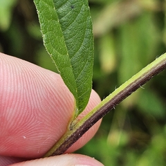 Helianthus giganteus, photograph (c) Christopher Evans, some rights reserved (CC BY)