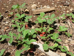 Fragaria virginiana platypetala