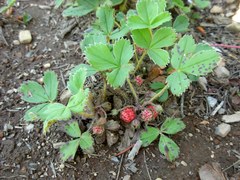 Fragaria virginiana platypetala