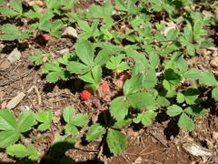 Fragaria virginiana platypetala