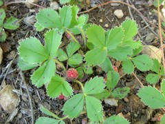 Fragaria virginiana platypetala