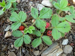 Fragaria virginiana platypetala