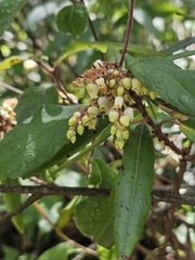 Comarostaphylis discolor, photograph (c) Erick Vélez Sánchez, some rights reserved (CC BY)