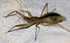 Fitchia aptera