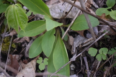 Primula fassettii