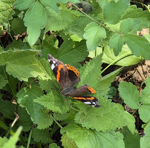 Red Admiral