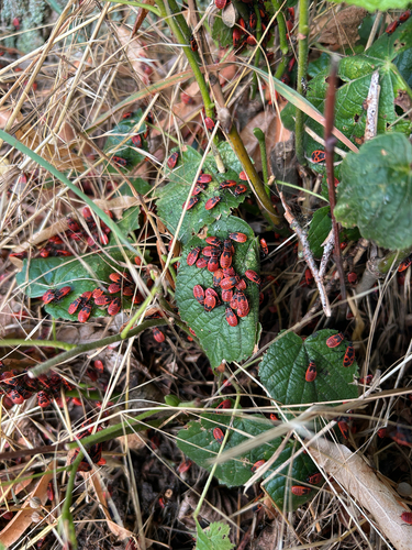 European Firebug