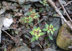 Chrysosplenium macrostemon atrandrum