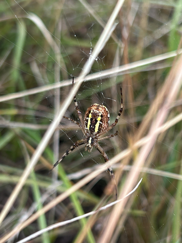 Wasp Spider