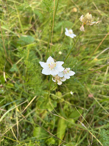 marsh grass-of-Parnassus