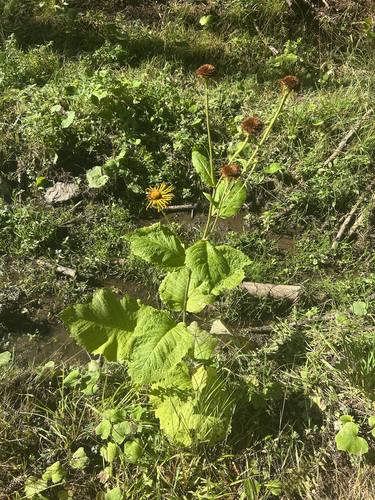 Yellow Oxeye
