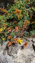 Hypericum nummularium