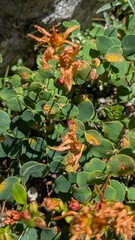 Hypericum nummularium, photograph (c) frangp, some rights reserved (CC BY)