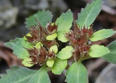 Chrysosplenium macrostemon atrandrum