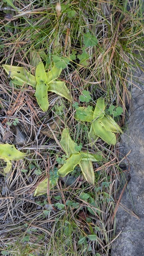 Pinguicula grandiflora