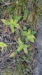 Pinguicula grandiflora