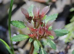 Chrysosplenium macrostemon atrandrum