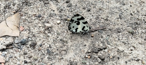Angled Pierrot