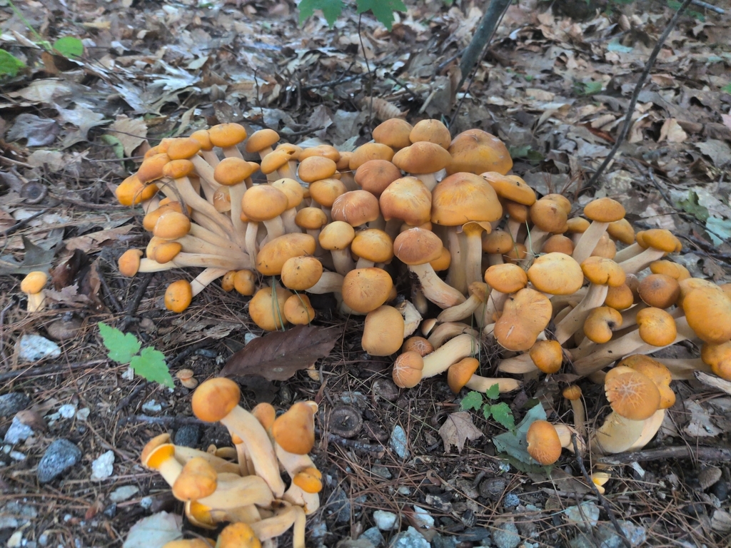 Eastern American jack-o'-lantern · August 2026 · photo: Photo: (c) Ross Donihue, some rights reserved (CC BY) · iNaturalist