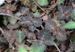 Chrysosplenium macrostemon atrandrum