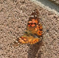 Vanessa cardui