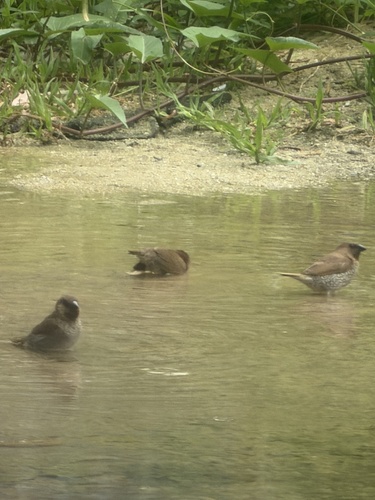 Scaly-breasted Munia
