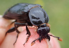 Nicrophorus humator