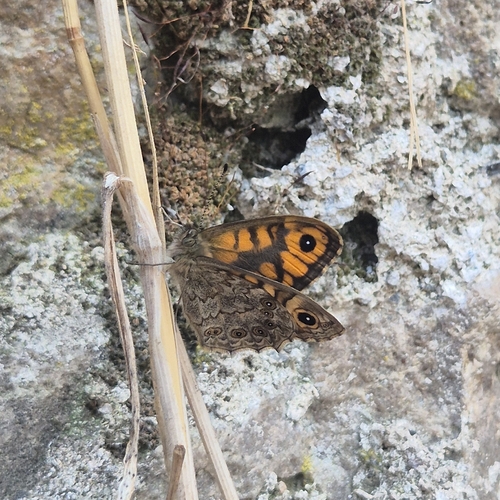 Wall Brown
