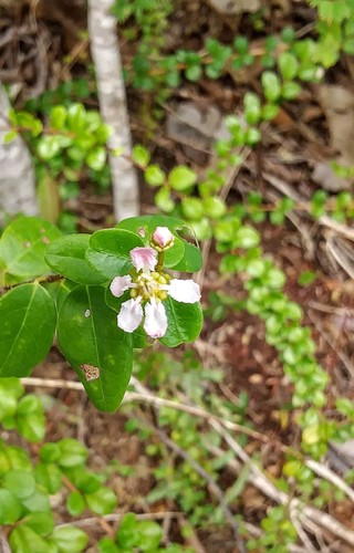 Heteropterys purpurea